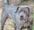 Cane Corso For Sale In Md