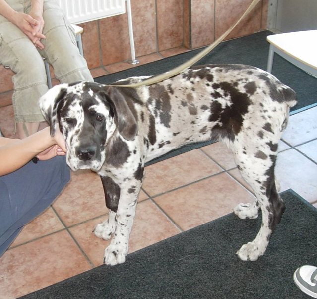 Cane Corso Mastiff Dog