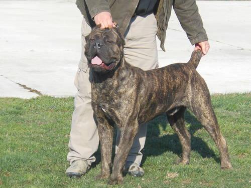 Cane Corso Mastiff Puppies For Sale In Ohio