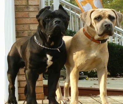 Cane Corso Mastiff Puppies For Sale In Ohio