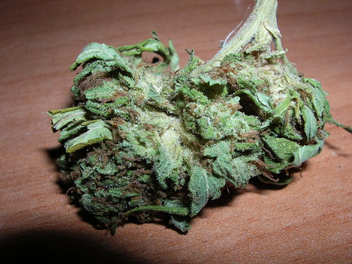 Cannabis Bud Pictures