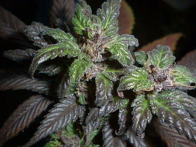 Cannabis Bud Pictures