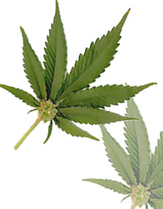 Cannabis Drug