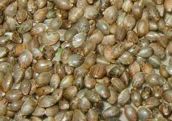 Cannabis Indica Seeds