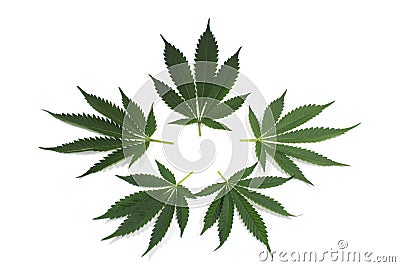 Cannabis Leaf Logo