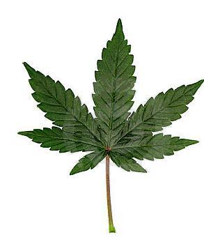 Cannabis Leaf Logo