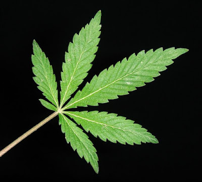 Cannabis Leaf Pictures