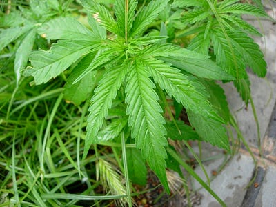 Cannabis Leaf Problems Chart