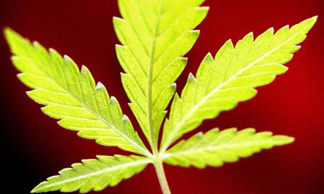 Cannabis Leaf Problems Chart