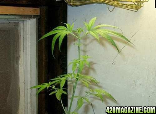 Cannabis Leaf Problems Pictures