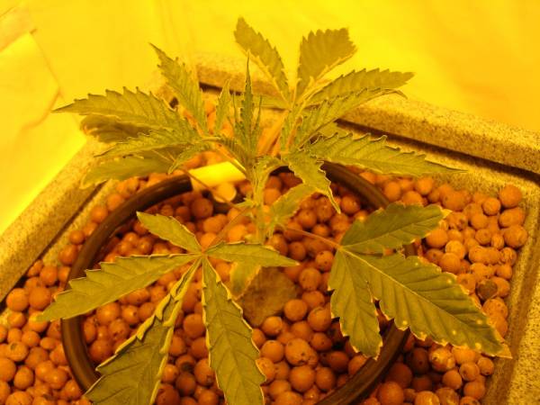 Cannabis Leaf Problems Pictures