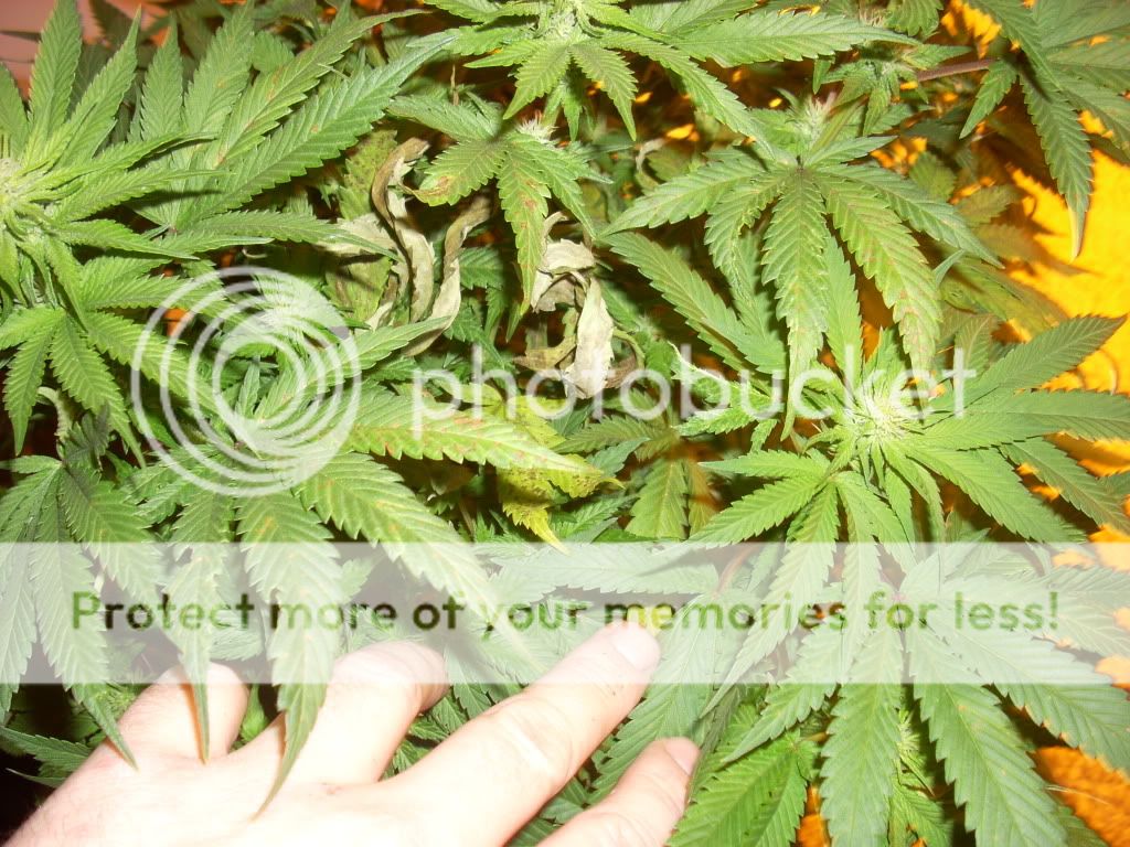 Cannabis Leaf Problems Pictures