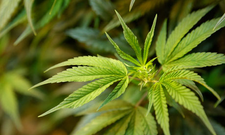 Cannabis Plant Bedfordshire