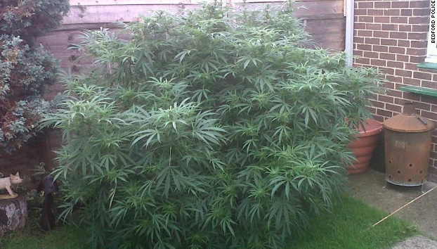 Cannabis Plant Bedfordshire