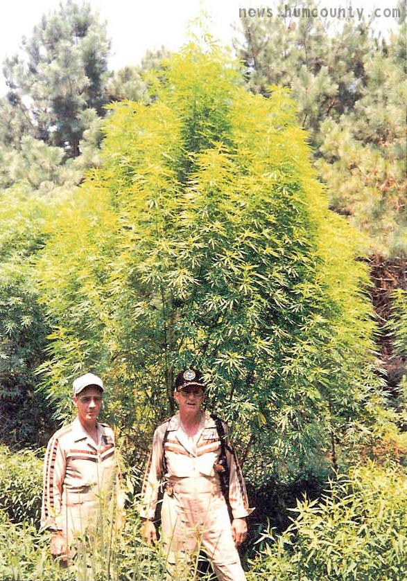 Cannabis Plant Bud