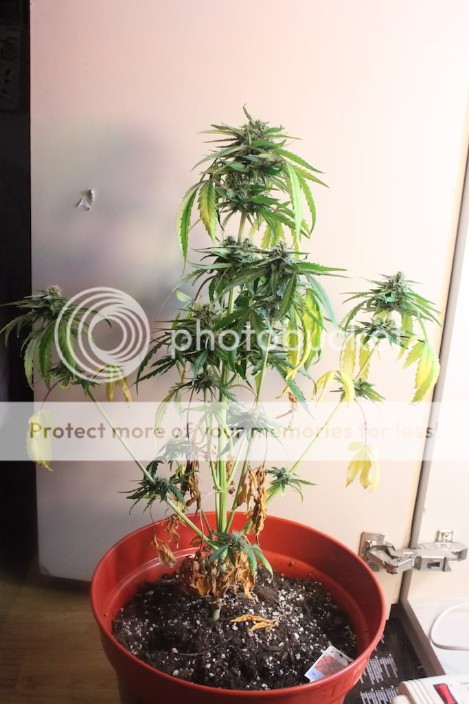 Cannabis Plants Ready To Harvest