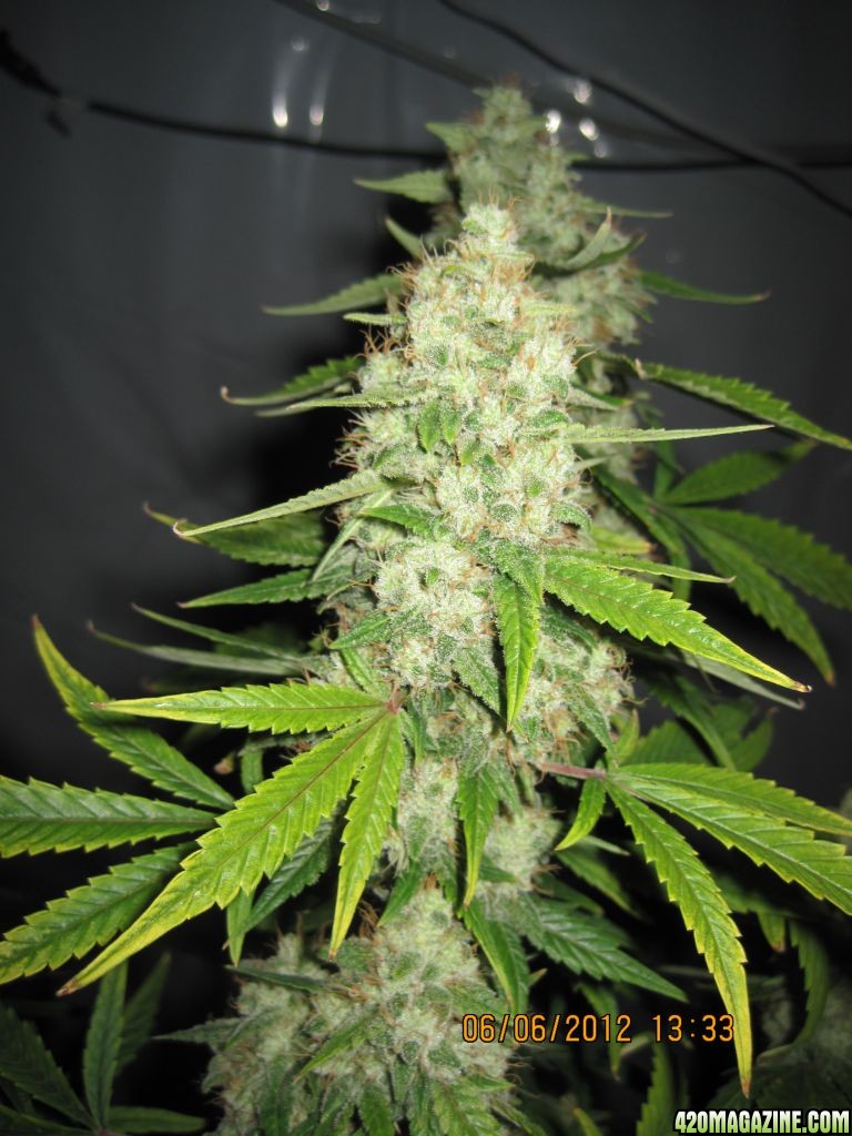 Cannabis Plants Ready To Harvest