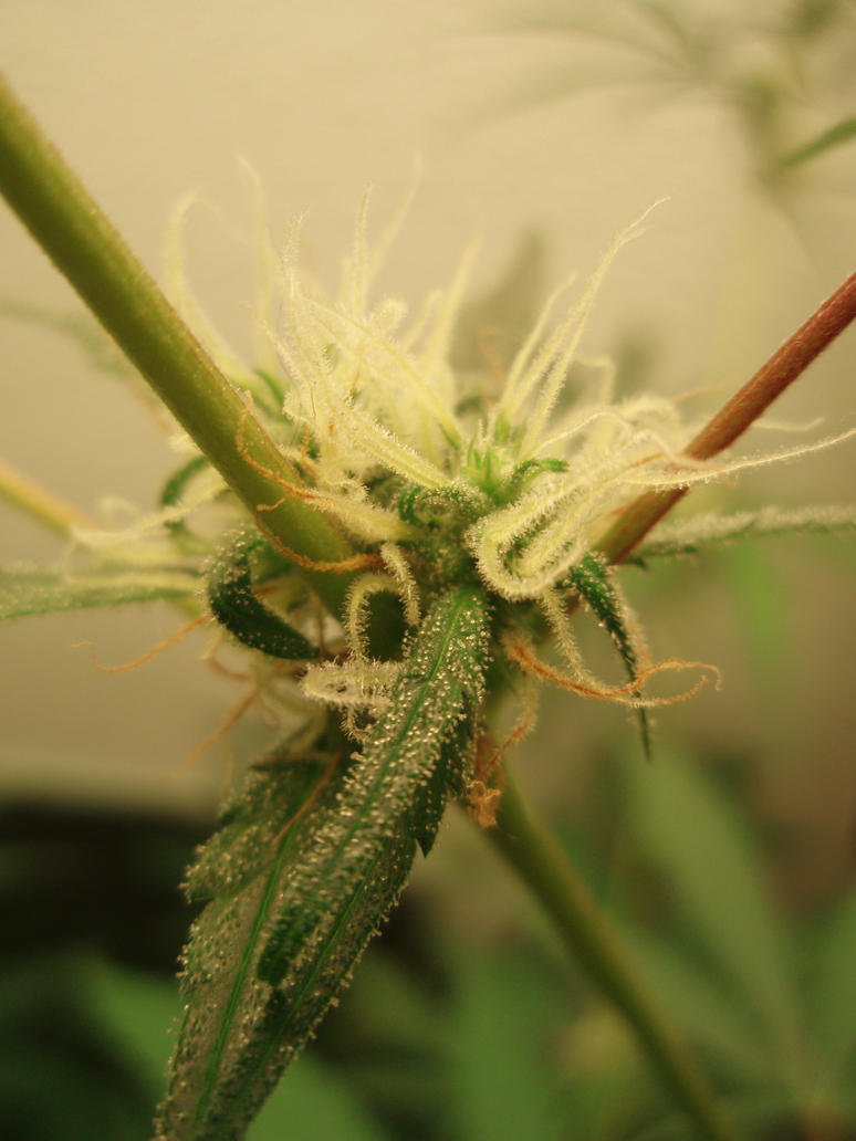 Cannabis Sativa Flowers