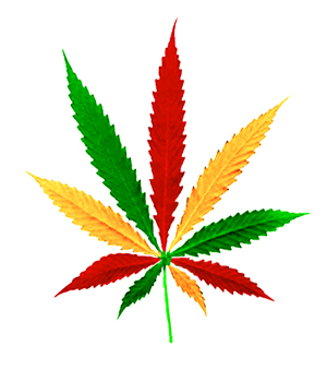Cannabis Sativa Indica