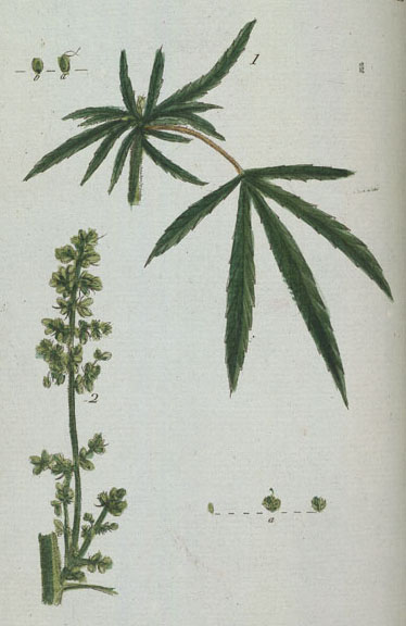 Cannabis Sativa Indica