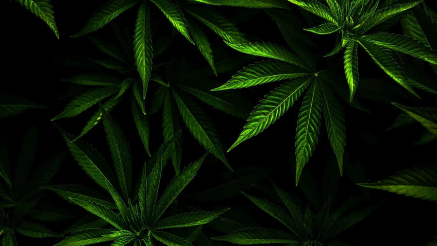 Cannabis Sativa Leaf