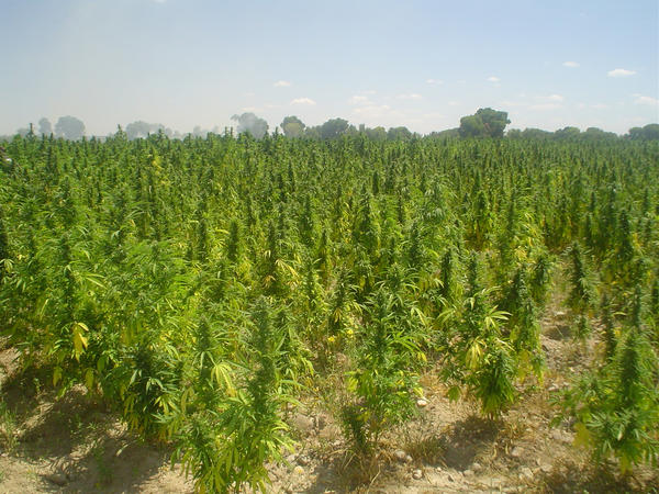 Cannabis Sativa Pictures