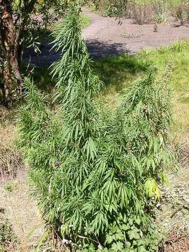 Cannabis Sativa Seeds