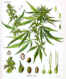 Cannabis Sativa Seeds For Sale