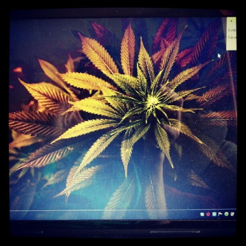 Cannabis Sativa Wallpaper