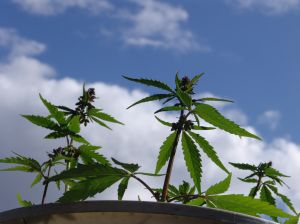 Cannabis Seeds Canada Legal