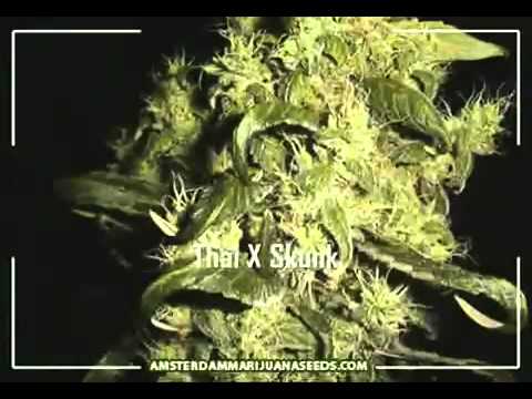 Cannabis Seeds For Sale California