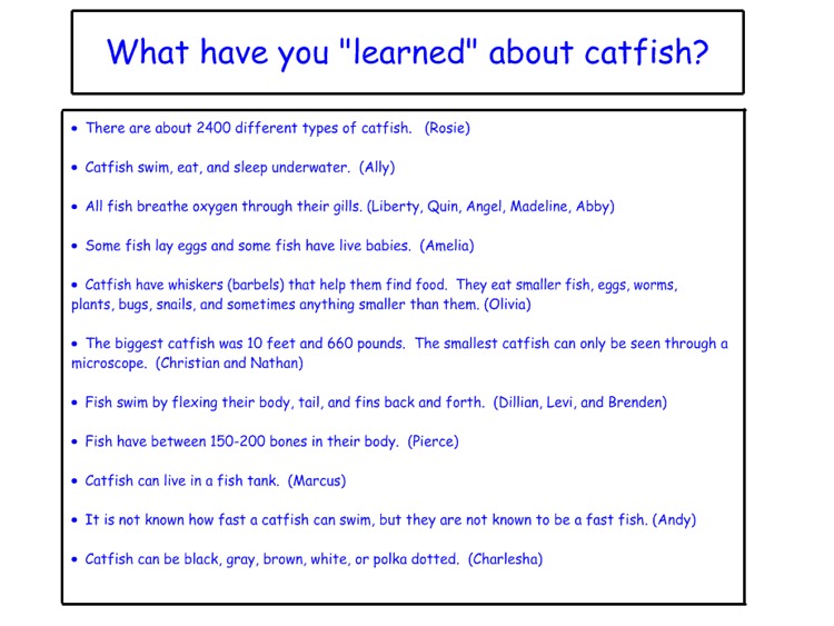 Catfish Pictures For Kids