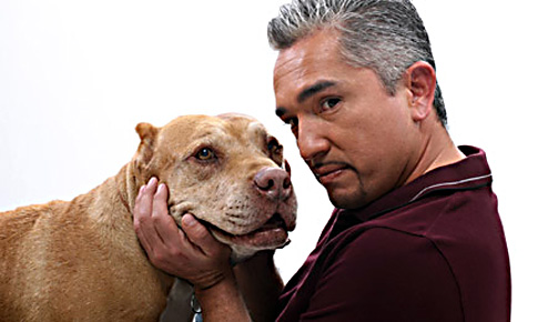 Cesar Millan Junior Dog