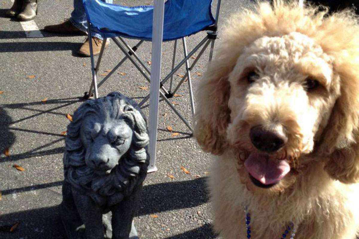 Charles The Labradoodle Lion