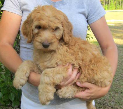 Chocolate Labradoodle Puppies For Sale In Georgia