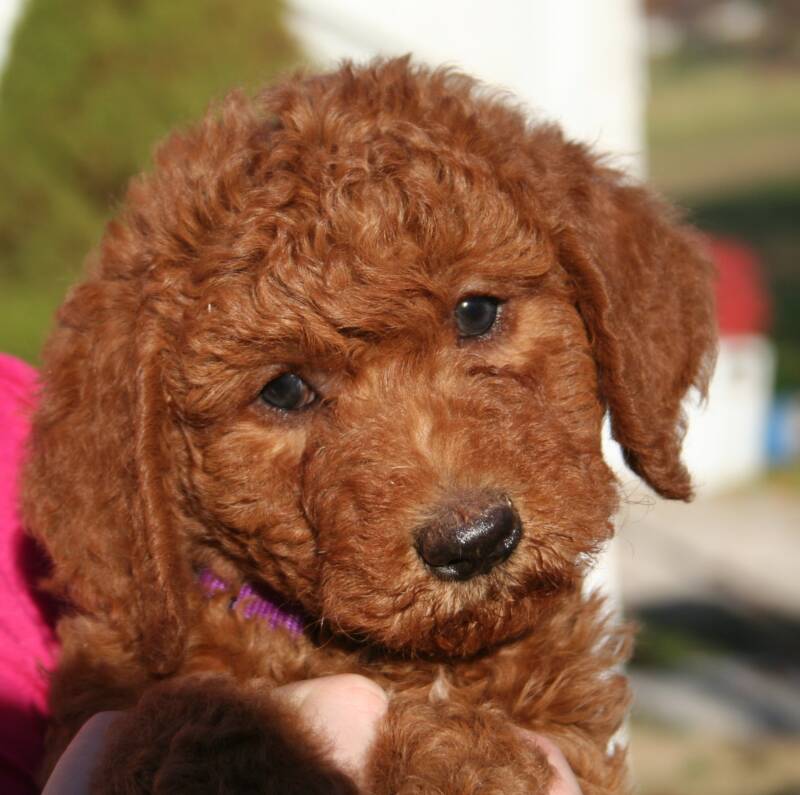 Chocolate Labradoodle Puppies For Sale In Georgia