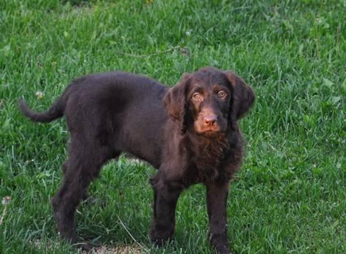 Chocolate Labradoodle Puppies For Sale In Georgia