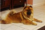 Chow Chow Puppies For Sale Uk Gumtree