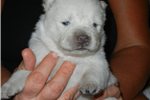 Chow Chow Puppies For Sale Uk Gumtree