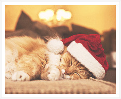 Christmas Dogs And Cats Pictures