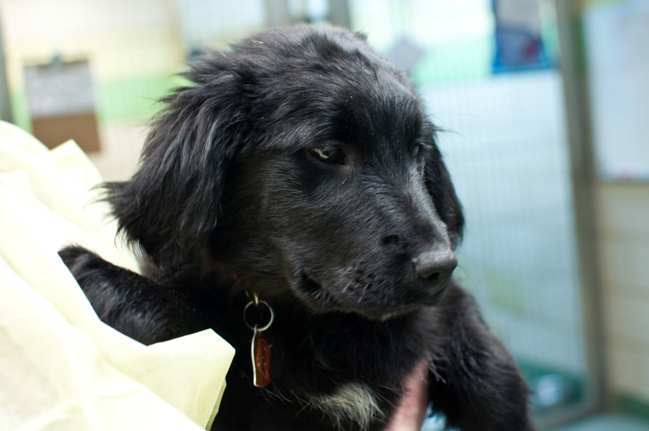 Collie Labrador Retriever Mix