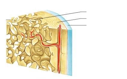 Compact Bone And Spongy Bone