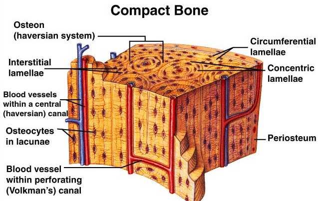 Compact Bone And Spongy Bone Comparison