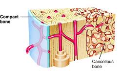 Compact Bone Tissue