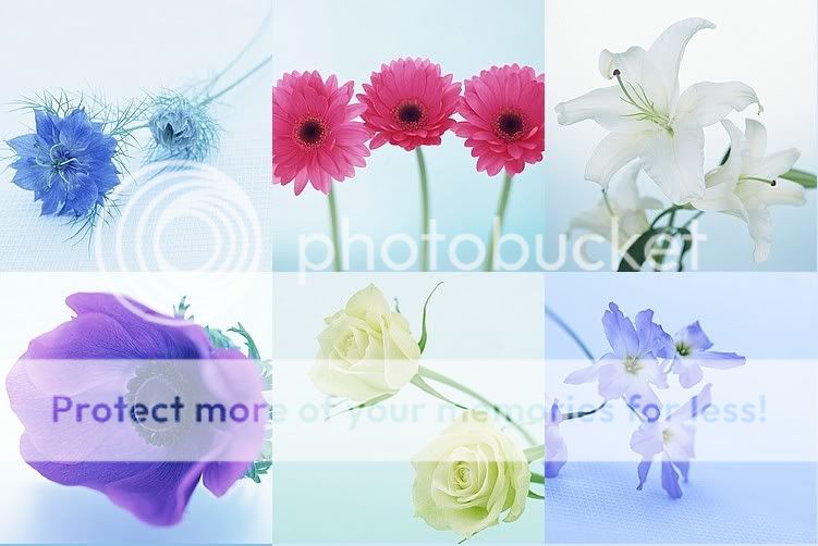 Computer Wallpapers Flowers