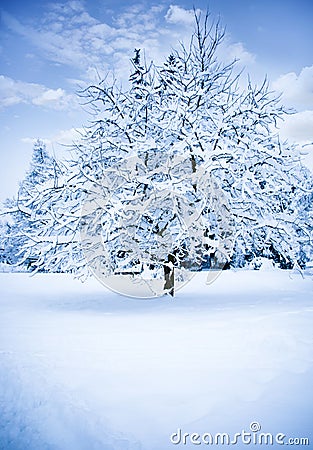 Copyright Free Images Winter