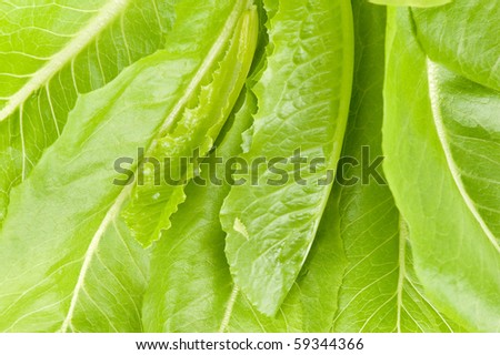 Cos Lettuce Leaves