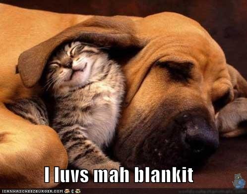 Cute And Funny Pictures Of Puppies And Kittens
