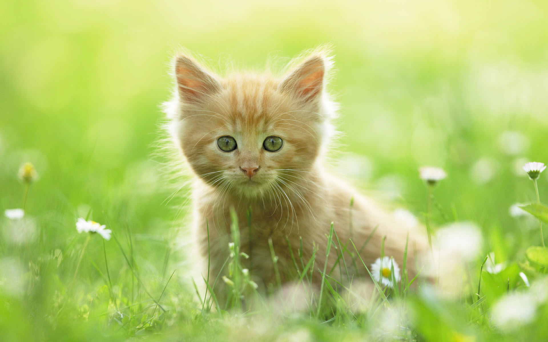Cute Animals Wallpapers Hd