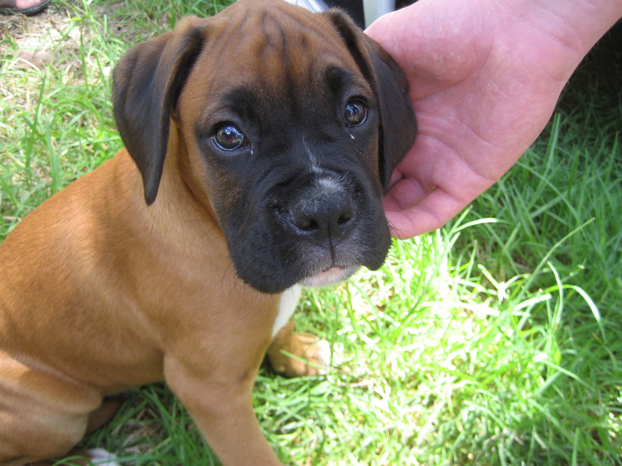 Cute Boxer Puppies Pictures